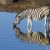 Topic image: Environmental Changes and Survival
